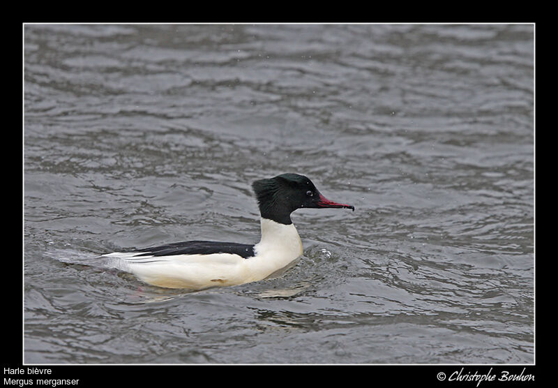 Common Merganser male, identification