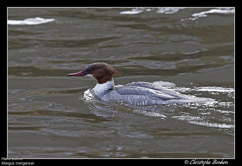 Common Merganser, identification, Behaviour