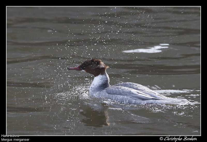 Common Merganser, identification