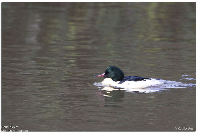 Harle bièvre, identification