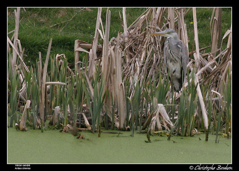 Grey Heron