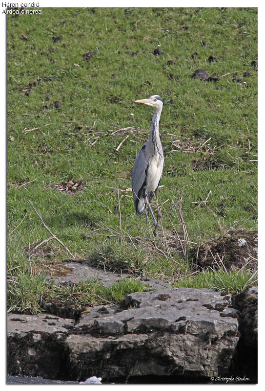 Héron cendré, identification