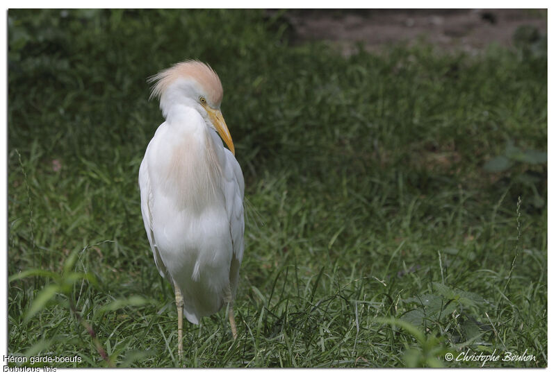 Western Cattle Egret, identification