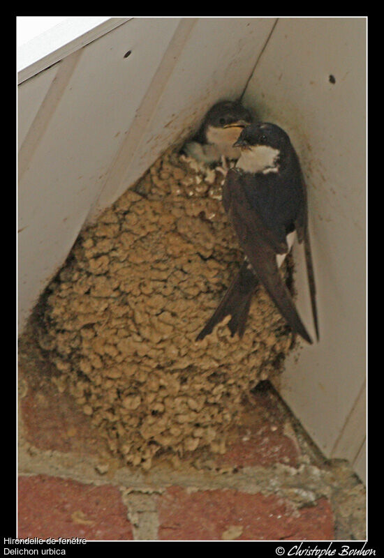 Western House Martin