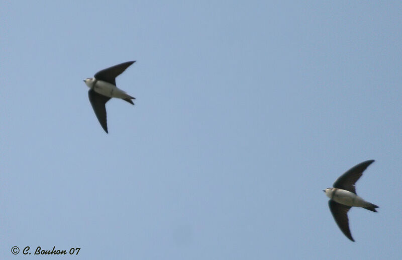 Sand Martin