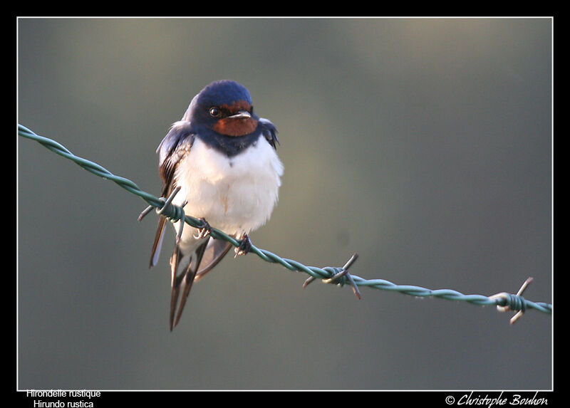 Barn Swallow