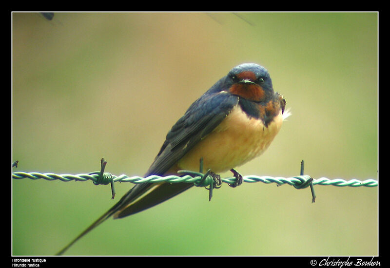 Barn Swallow