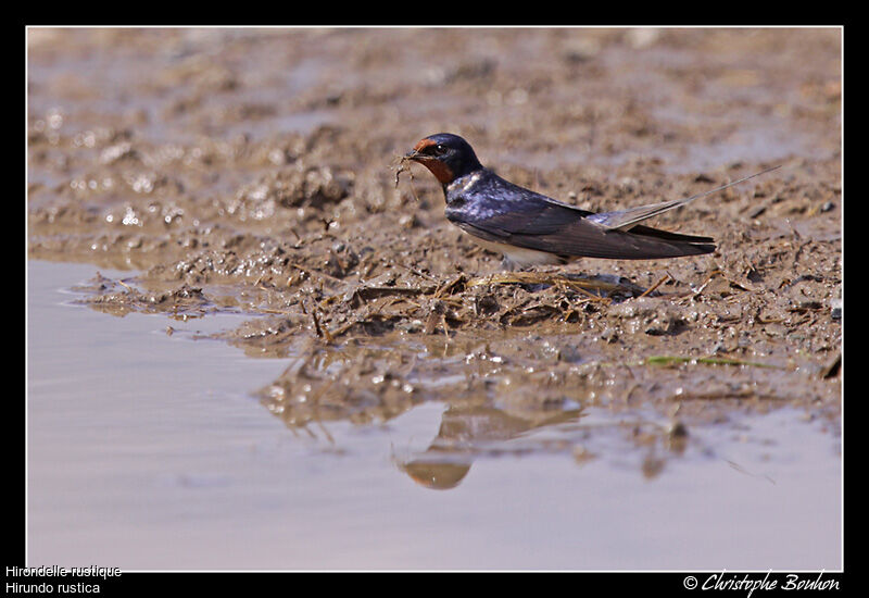 Hirondelle rustique, identification, Comportement