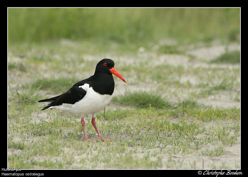 Eurasian Oystercatcher