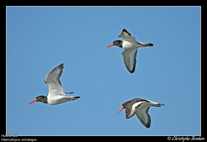 Eurasian Oystercatcher