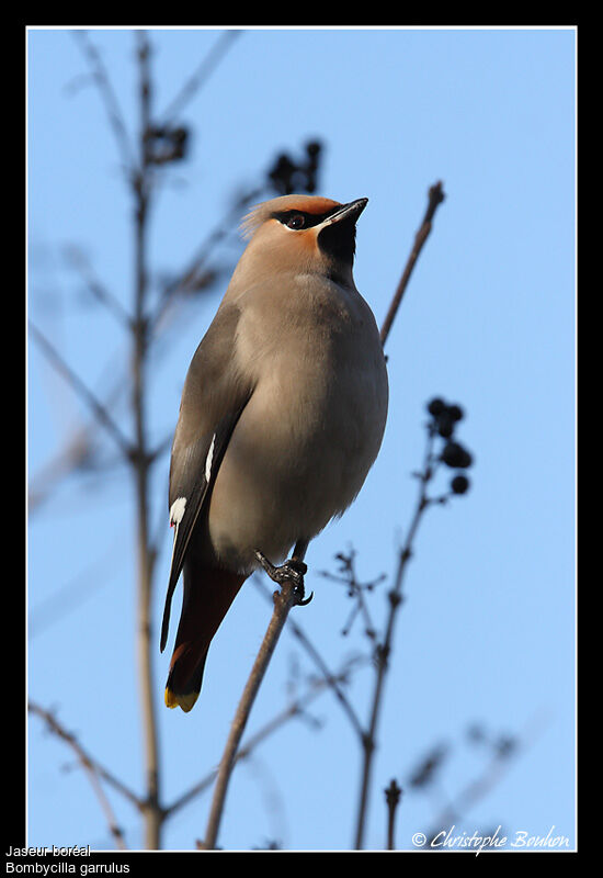 Bohemian Waxwing, identification