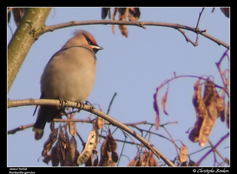 Bohemian Waxwing