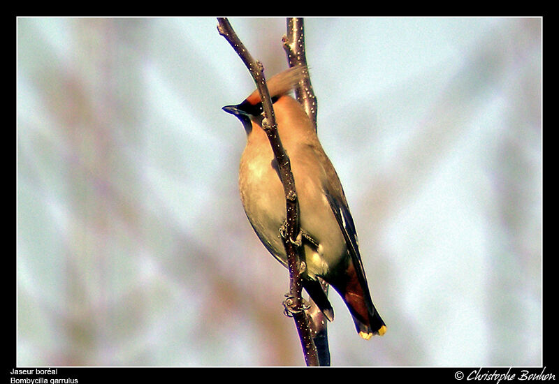 Bohemian Waxwing