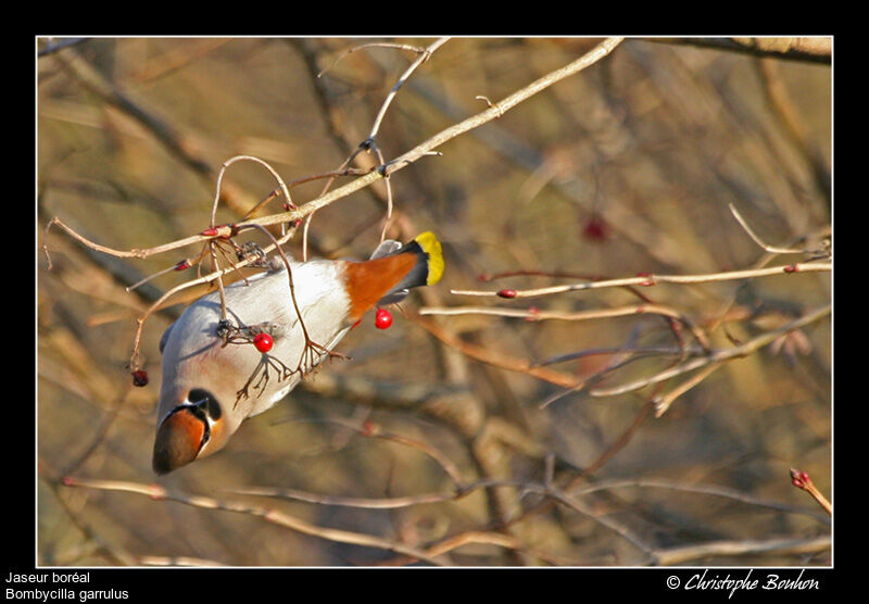 Bohemian Waxwing