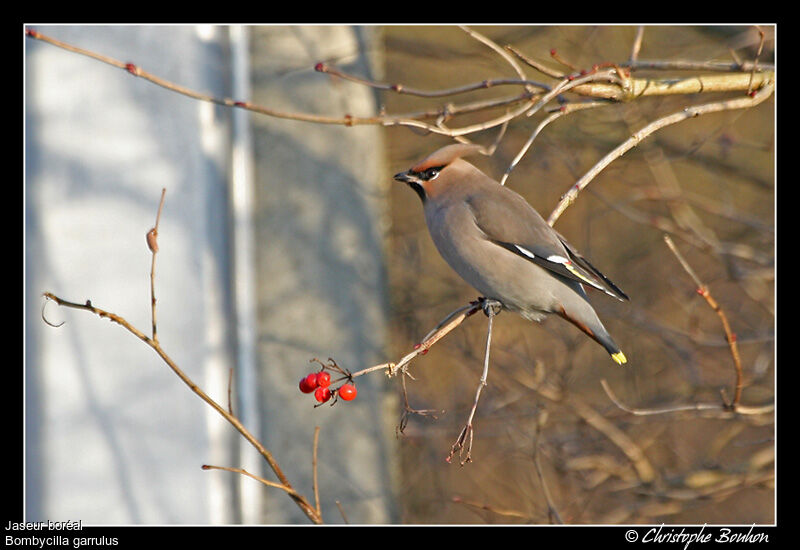 Bohemian Waxwing