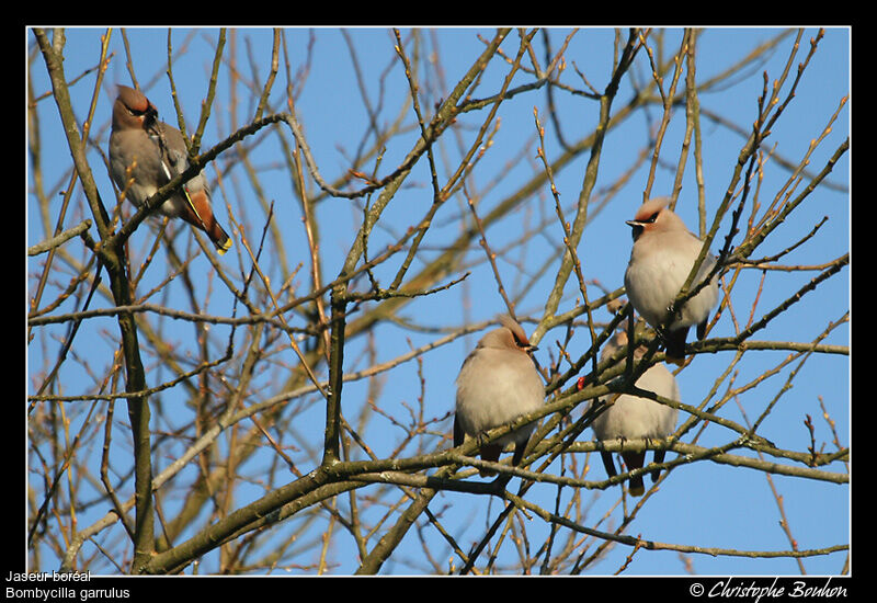 Bohemian Waxwing