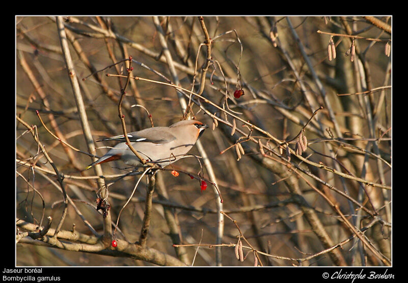 Bohemian Waxwing