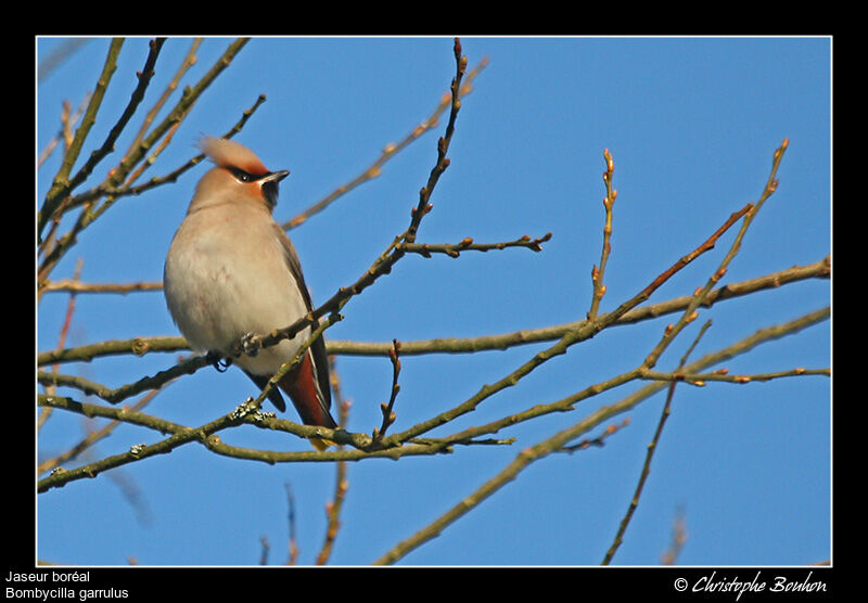 Bohemian Waxwing