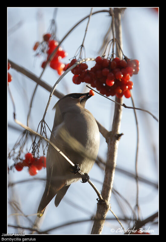 Bohemian Waxwing, identification, feeding habits