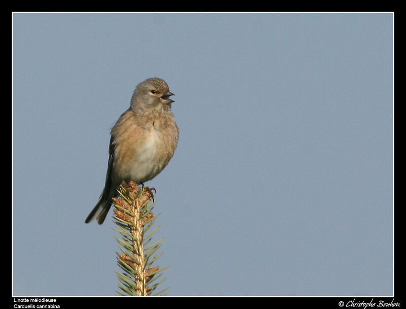 Common Linnet