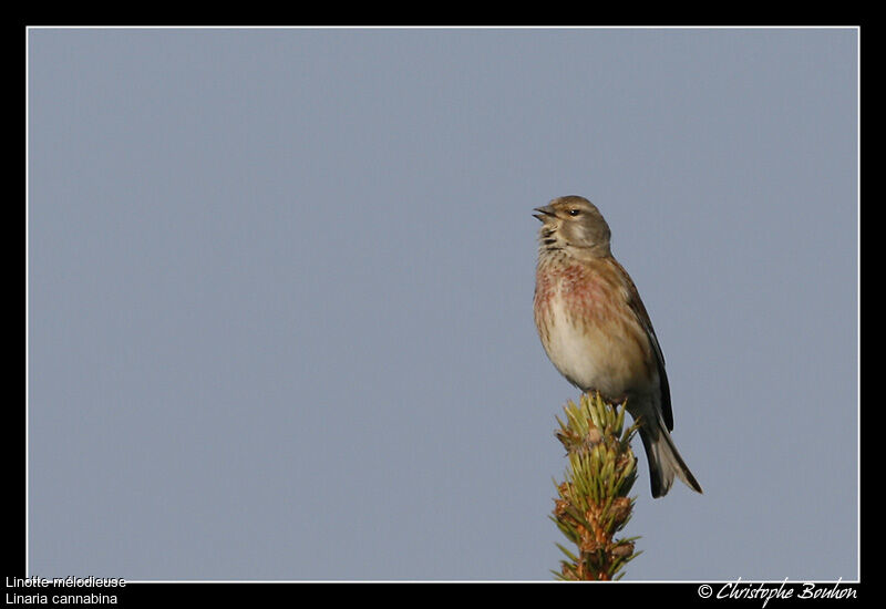 Common Linnet, identification