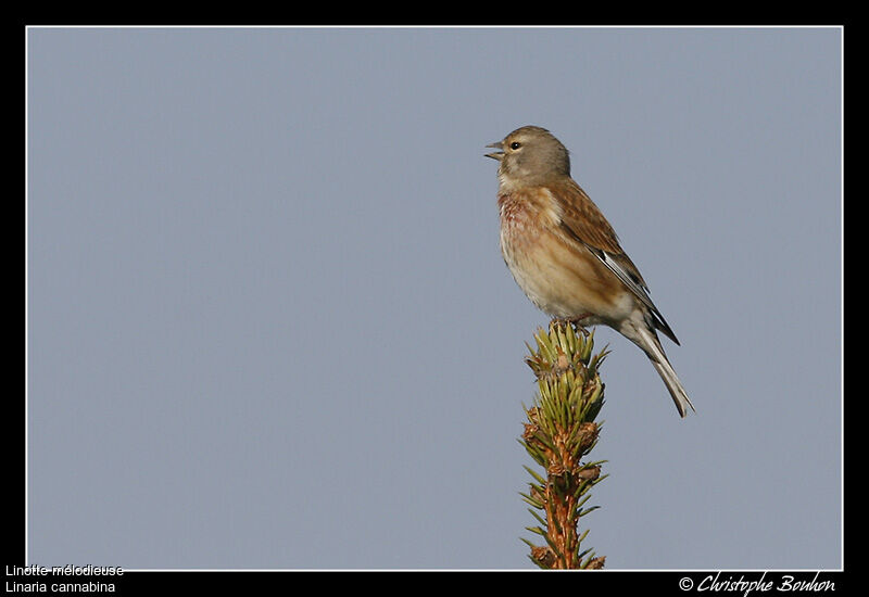 Common Linnet, identification, song, Behaviour