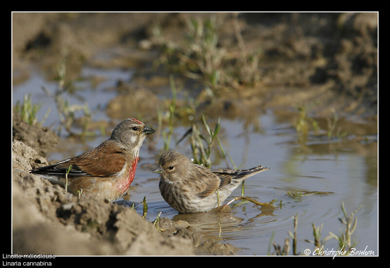 Common Linnet, identification