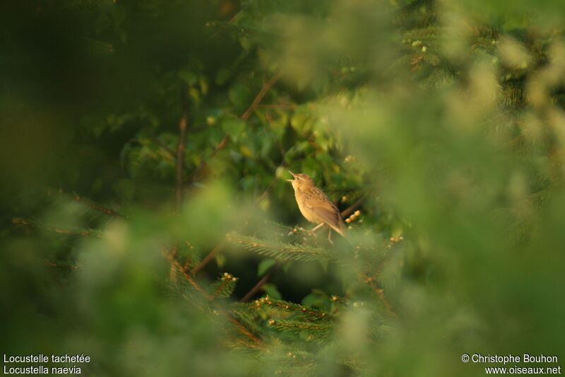 Common Grasshopper Warbler