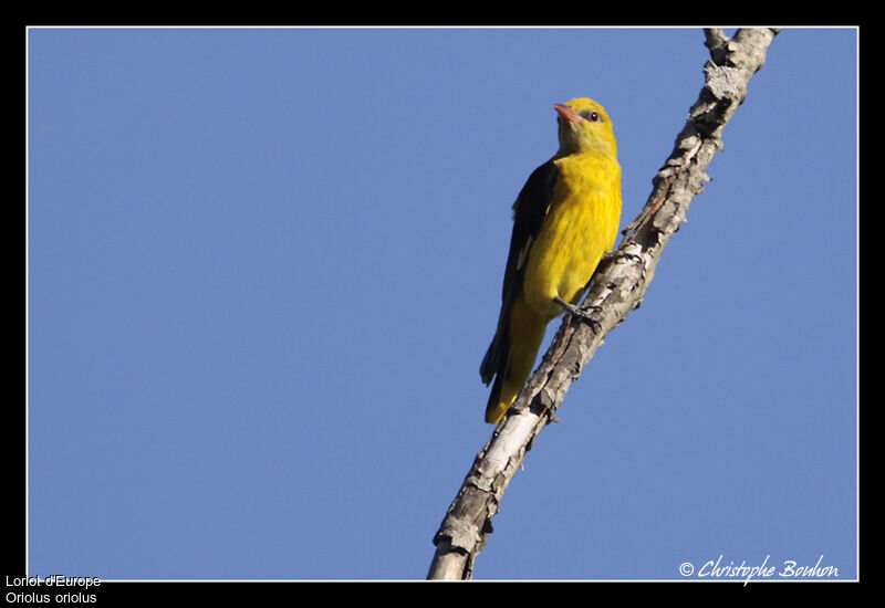 Loriot d'Europe, identification