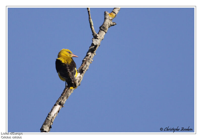 Eurasian Golden Oriole, identification