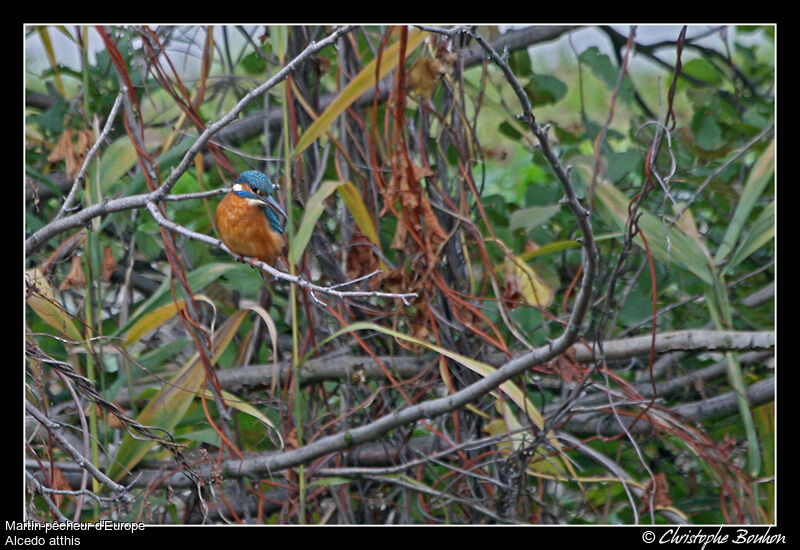 Common Kingfisher