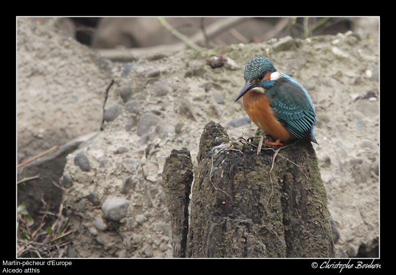 Common Kingfisher