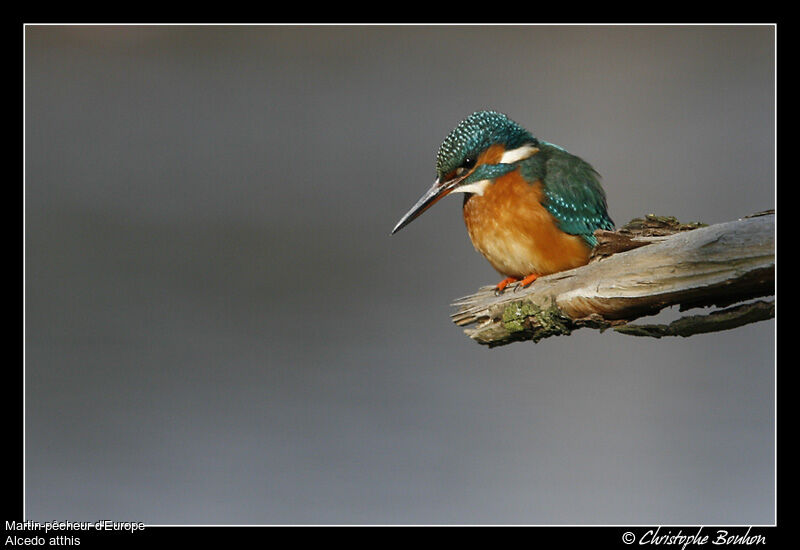 Common Kingfisher, identification, Behaviour