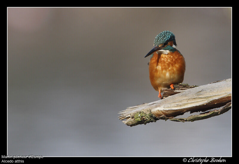 Martin-pêcheur d'Europe, identification, Comportement