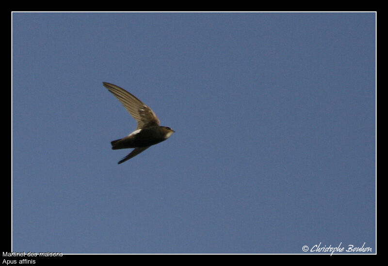 Little Swift, Flight