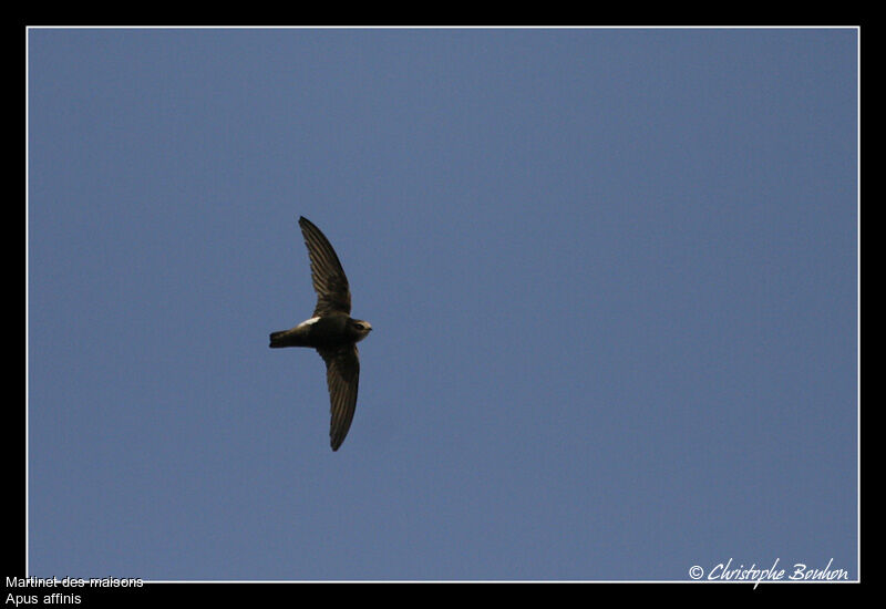 Little Swift, Flight