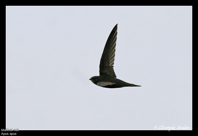 Common Swift, Flight