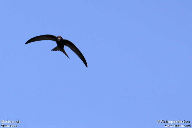 Martinet noir, Vol