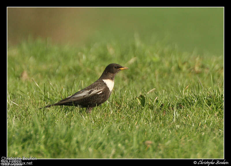 Ring Ouzel male adult, identification