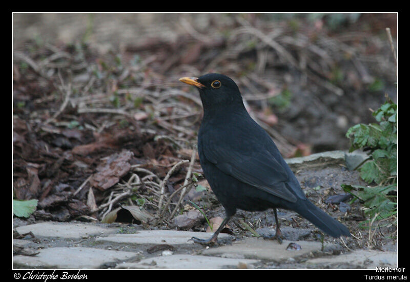 Common Blackbird