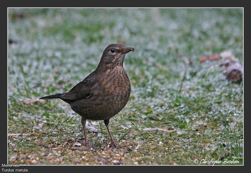 Common Blackbird