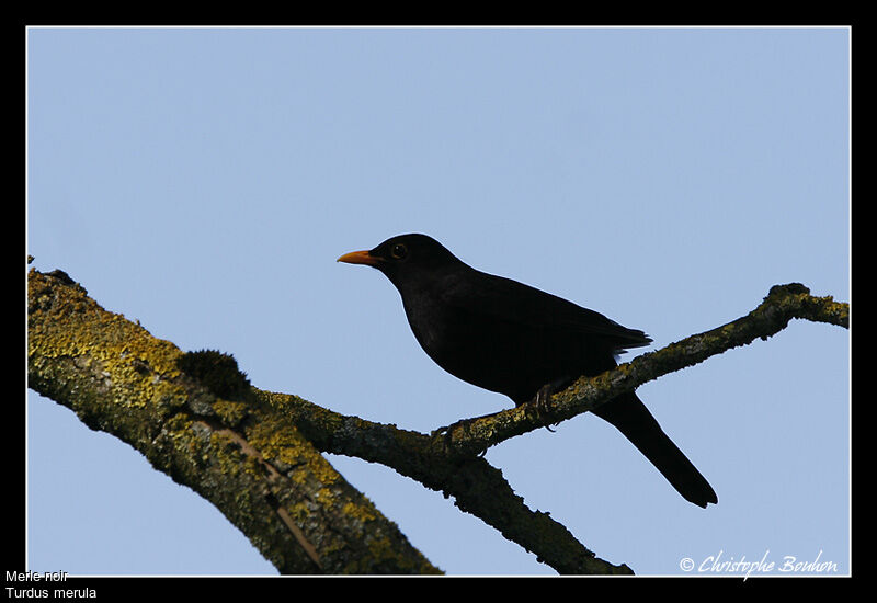 Common Blackbird, identification