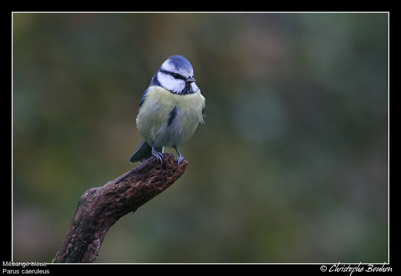 Mésange bleue