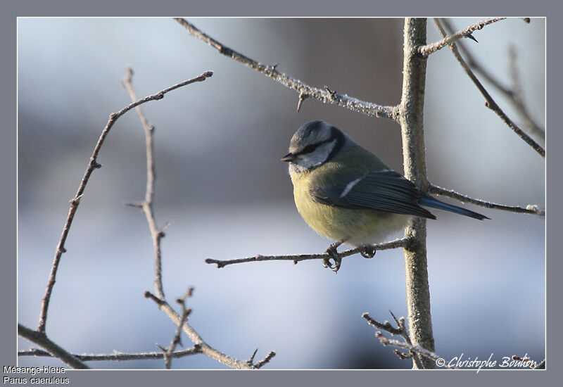 Mésange bleue, identification