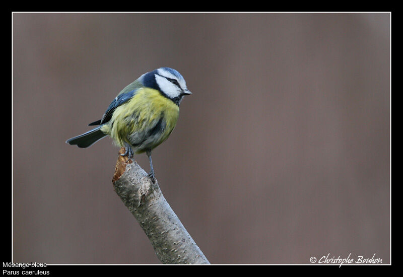 Mésange bleue, identification