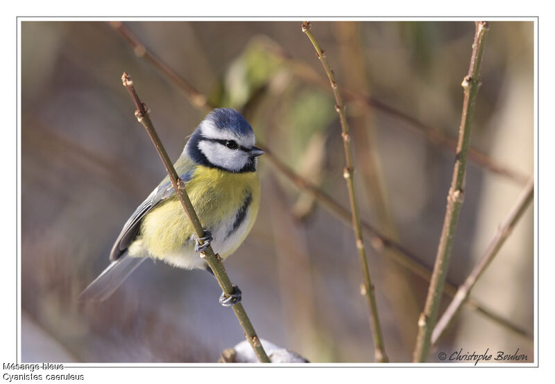 Mésange bleue, identification