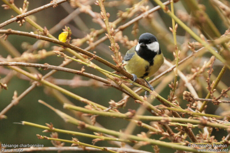 Mésange charbonnière