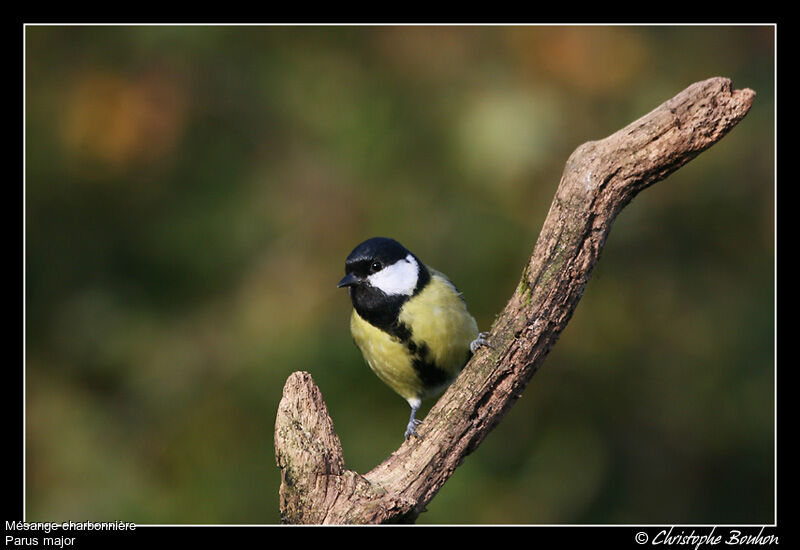 Great Tit