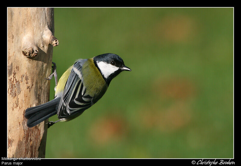 Mésange charbonnière