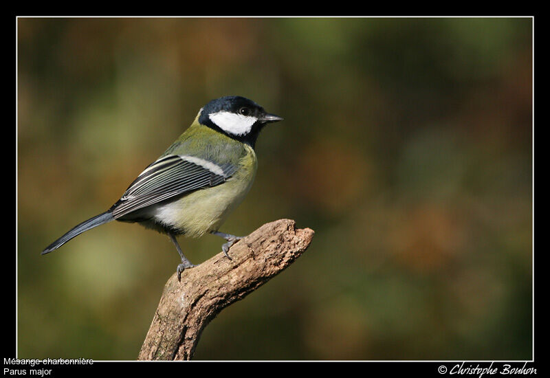 Great Tit